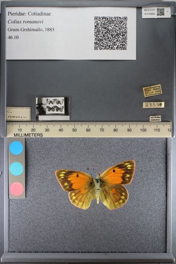 Media type: image;   Entomology 193882